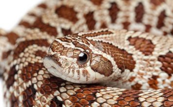 Южный крючконосый уж Южный крючконосый уж (Heterodon simus)