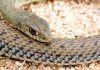 Ящеричная змея Ящеричная змея (Malpolon monspessulanus)