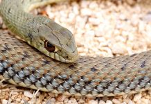 Ящеричная змея Ящеричная змея (Malpolon monspessulanus)