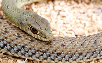 Ящеричная змея Ящеричная змея (Malpolon monspessulanus)