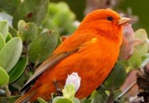 Гавайская древесница — акепа Акепа (Loxops coccineus) или алая гавайская древесница