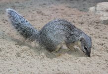 Малагасийский узкополосный мангуст Малагасийский узкополосный мангуст