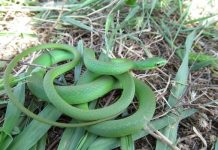 Килеватый травяной уж Килеватый травяной уж (Opheodrys aestivus)