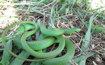 Килеватый травяной уж Килеватый травяной уж (Opheodrys aestivus)