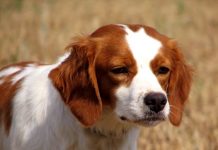 Бретонский эпаньоль Бретонский эпаньоль