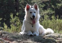 Белая швейцарская овчарка