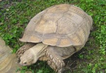 Шпороносная черепаха