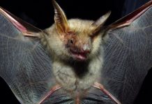 Ночница остроухая