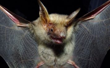 Ночница остроухая