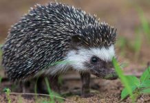 Африканский карликовый еж
