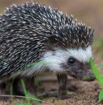 Африканский карликовый еж