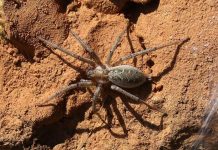 Лабиринтовый паук