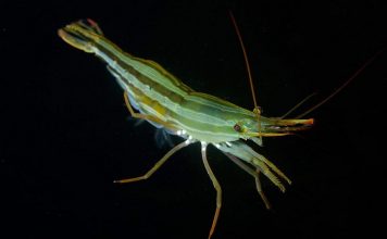 Креветка чилим Креветка чилим