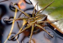 Паук – рыбак