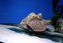 Речной хвостокол