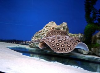 Речной хвостокол