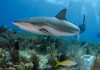 Рифовая карибская акула