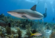 Рифовая карибская акула