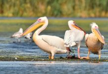 Пеликан айфон не проворонил…