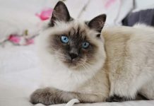 Невская маскарадная кошка: обзор породы Невская маскарадная кошка