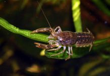 Мексиканский карликовый рак