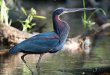 Агами Птица агами