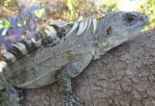 Утильская шипохвостая игуана Утильская шипохвостая игуана