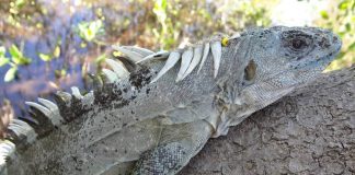 Утильская шипохвостая игуана Утильская шипохвостая игуана
