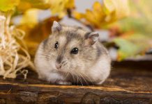 Джунгарский хомяк: лилипут среди великанов