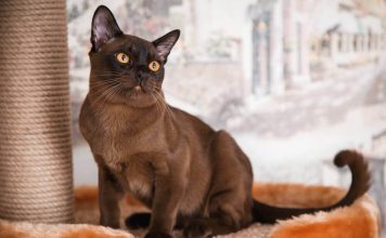 Бурманская кошка: описание породы, уход и содержание Бурманская кошка