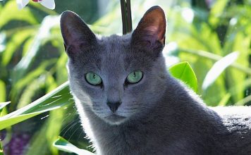Русская голубая кошка: особенности породы и уход Русская голубая кошка