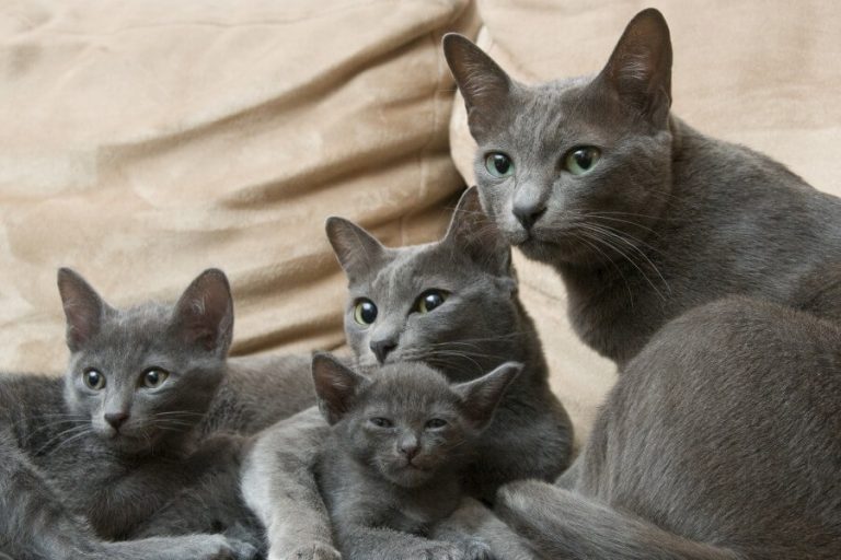 русская голубая tica