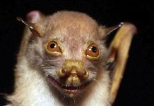 Филиппинская фруктовая летучая мышь