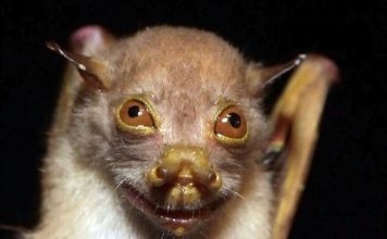 Филиппинская фруктовая летучая мышь