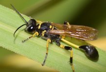 Пелопей обыкновенный Пелопей обыкновенный фото