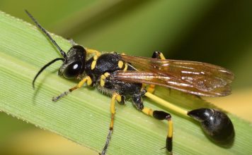 Пелопей обыкновенный Пелопей обыкновенный фото
