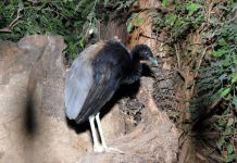 Сероспинный трубач Сероспинный трубач