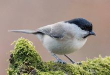 Пухляк или буроголовая гаичка Птица пухляк