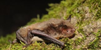 Трехцветная ночница