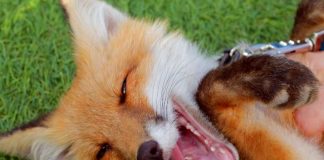 Одомашненные лисы. Почему не следует заводить лису в качестве домашнего животного Лисичка