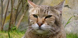 Кошка породы пиксибоб Кошка породы пиксибоб