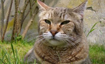 Кошка породы пиксибоб Кошка породы пиксибоб