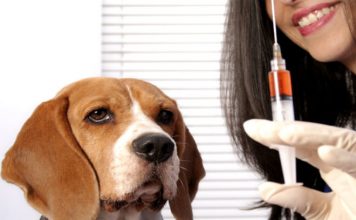 Вакцинация собак. Все, что нужно знать о прививках