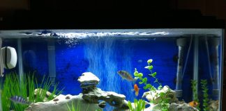 Как чистить аквариум