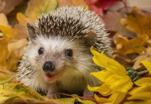 Ежик в беде! Что делать, чтобы избежать вреда?