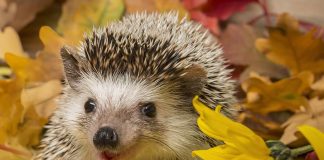 Ежик в беде! Что делать, чтобы избежать вреда?
