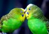 Кормление, уход, профилактика заболеваний волнистых попугаев