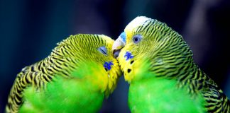 Кормление, уход, профилактика заболеваний волнистых попугаев