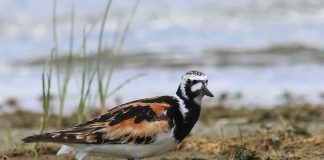 Птица Камнешарка (Arenaria interpres) — полное описание, фото Камнешарка