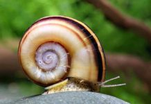 Улитка мариза: фото, описание, содержание Улитка мариза